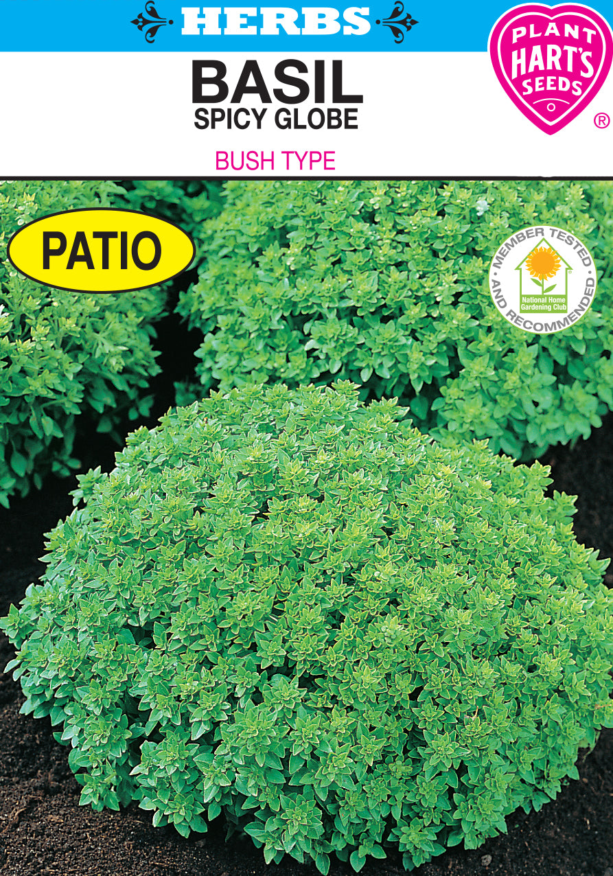 Basil Spicy Globe