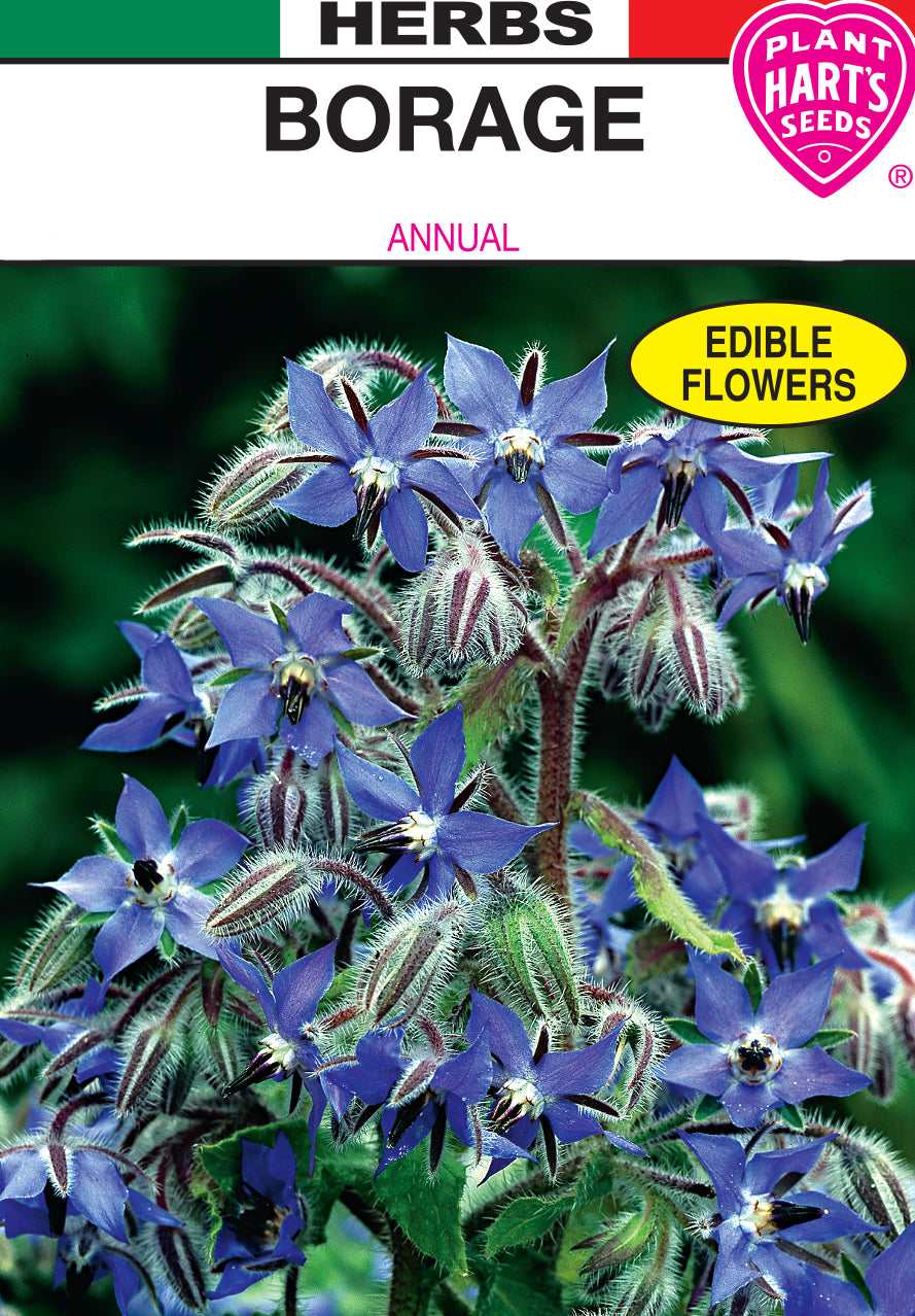 Borage