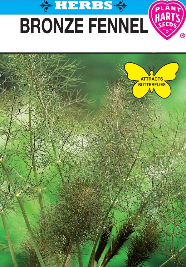 Bronze Fennel