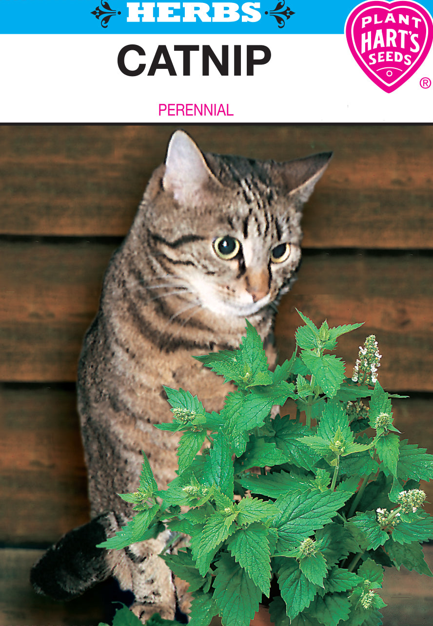 Catnip