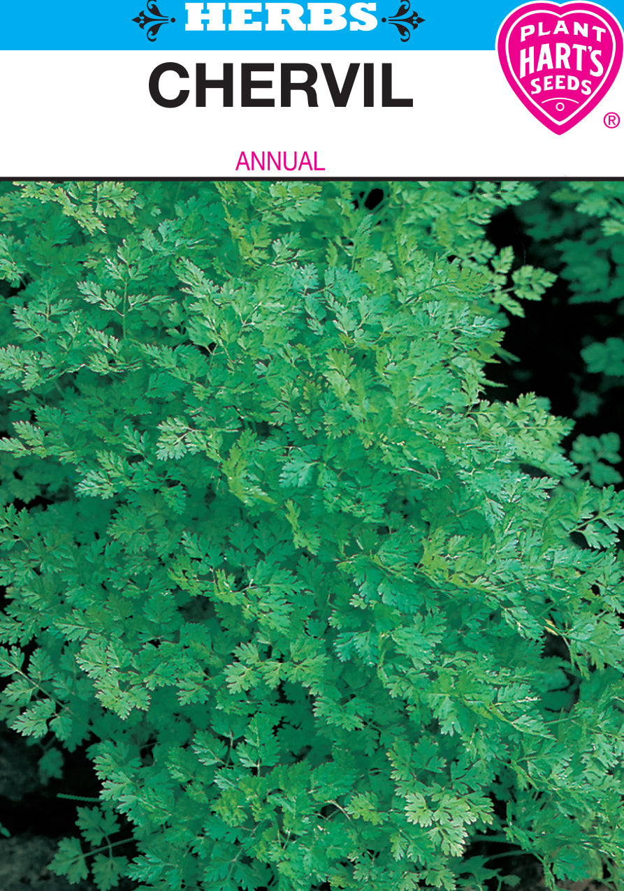 Chervil