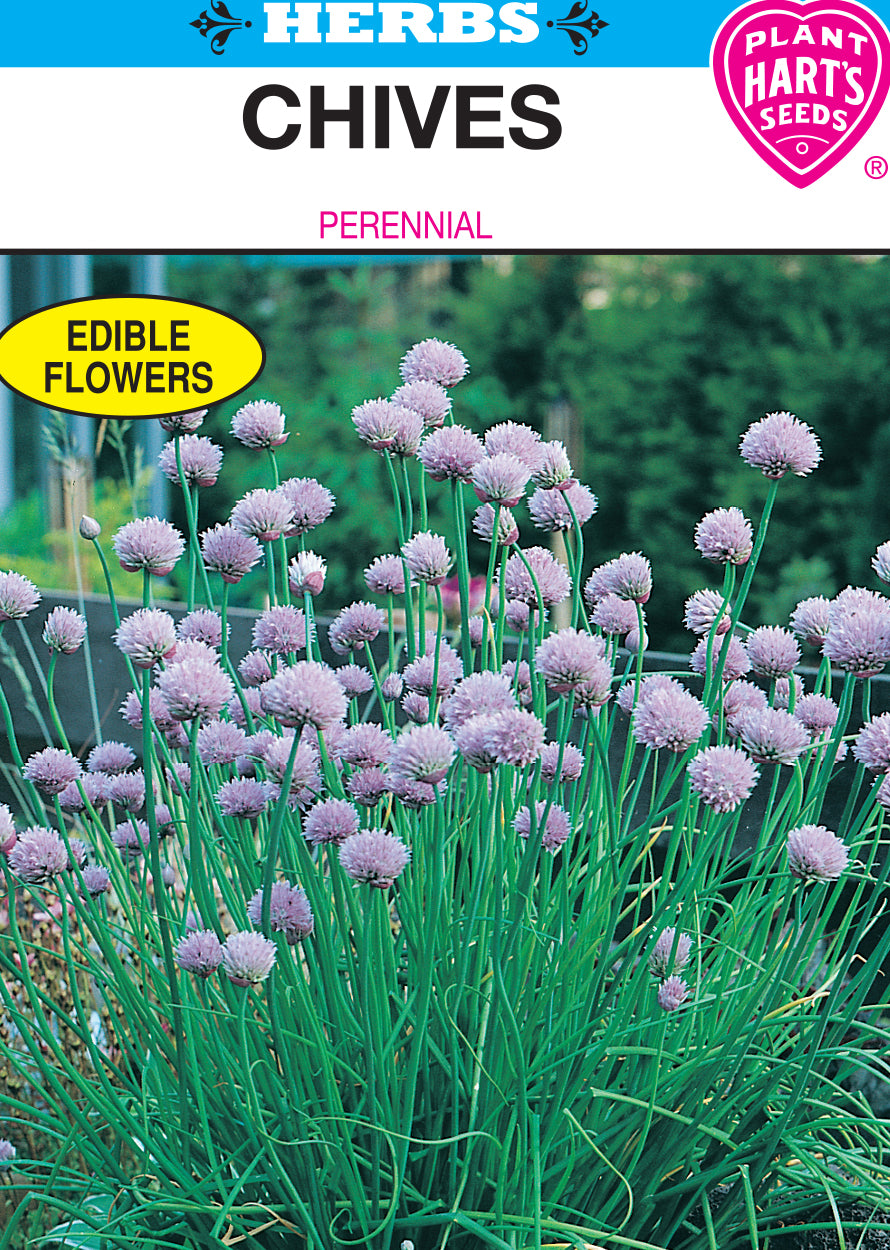 Chives
