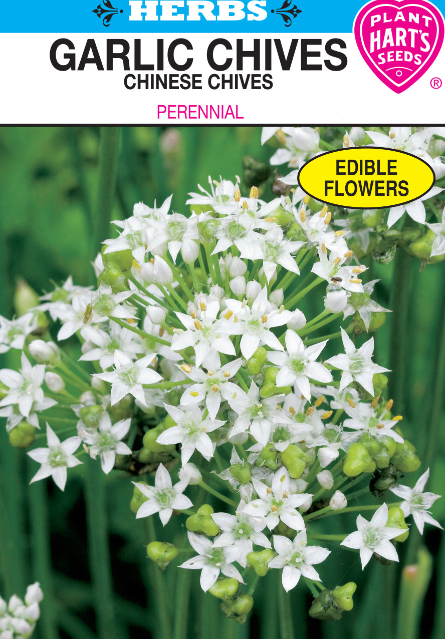 Garlic Chives