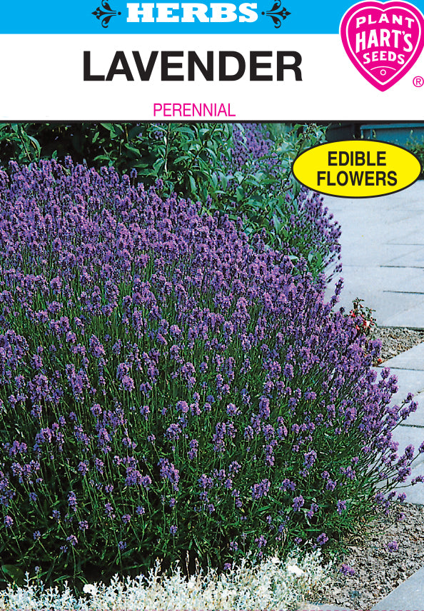Lavender