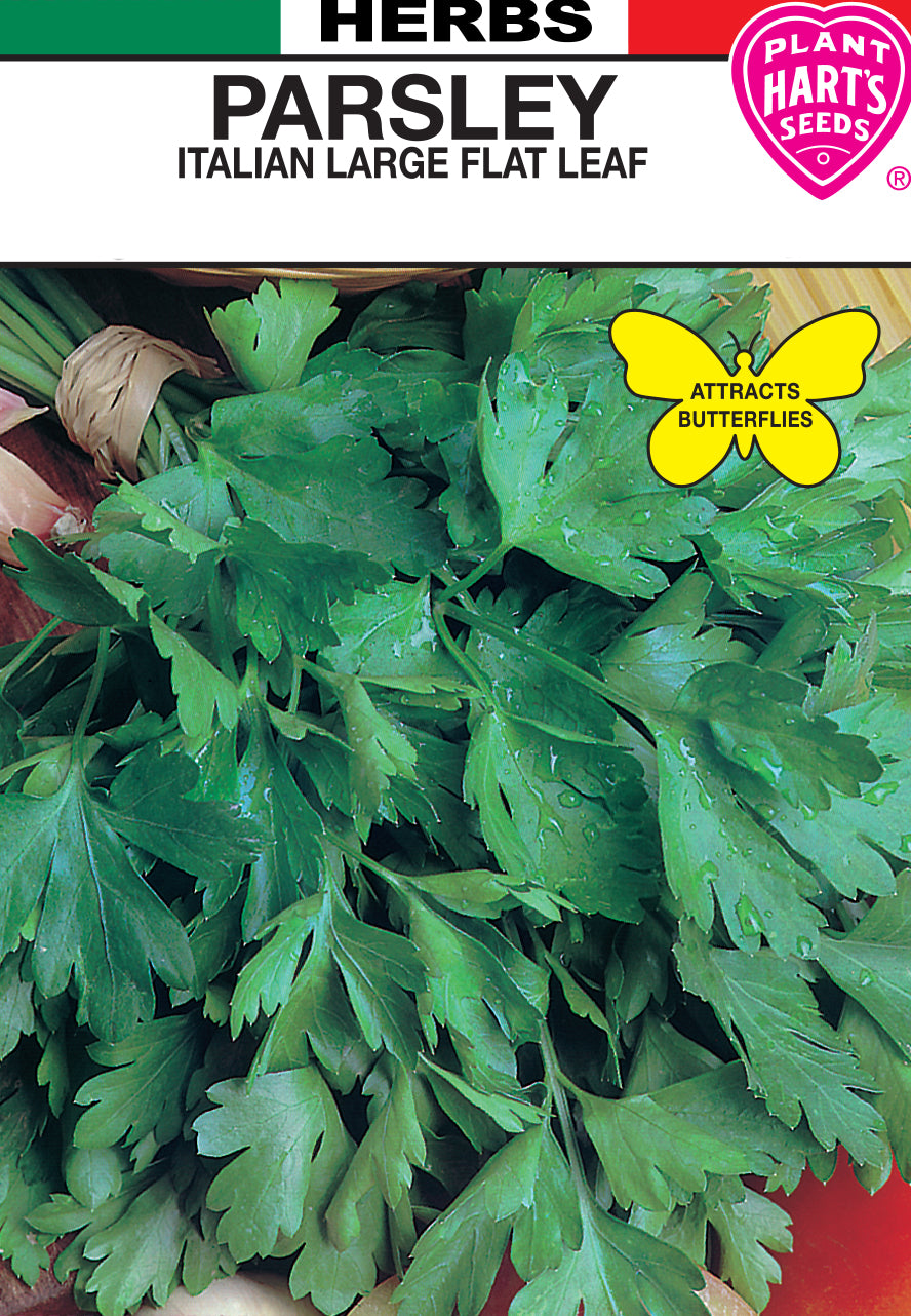 Parsley Italian Large Flat Leaf