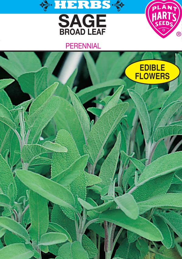 Sage Broad Leaf