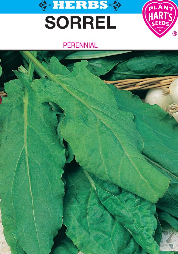 Sorrel