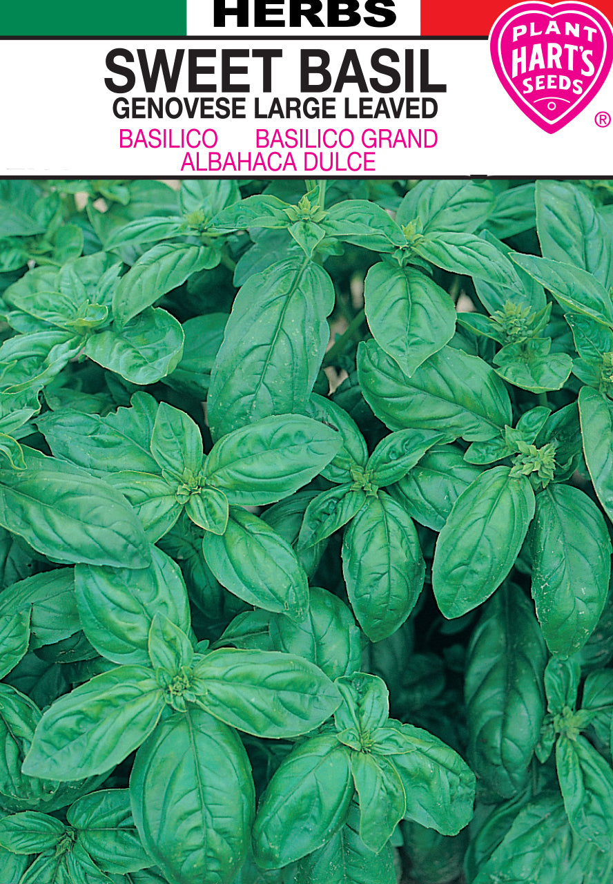 Basil Genovese Large Leaved