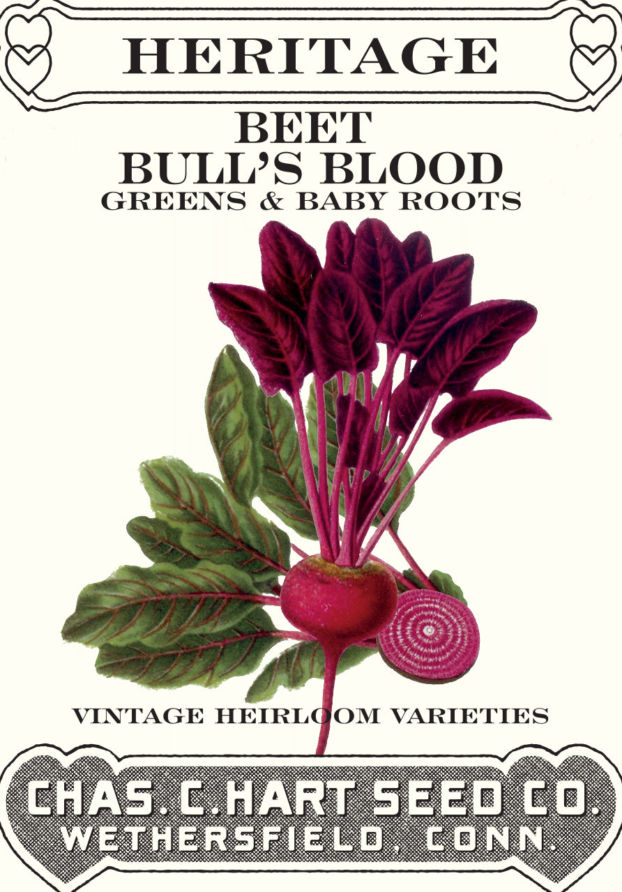 Beet Bull's Blood