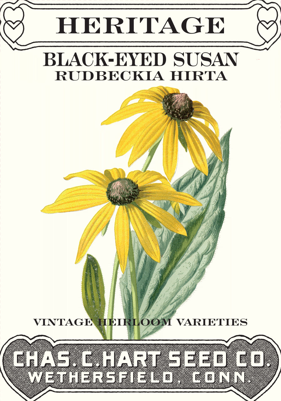 Black Eyed Susan- Heritage Packet