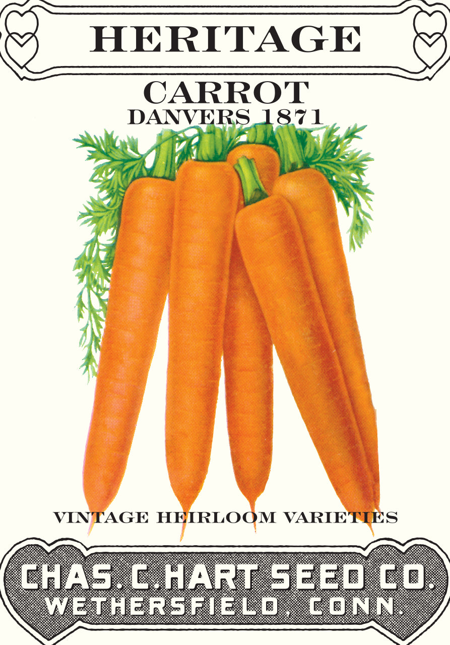 Carrot Danvers 1871 Heritage Packet