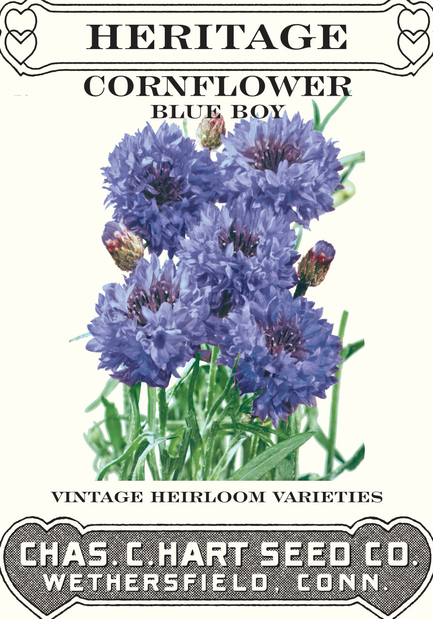 Cornflower Blue Boy- Heritage Packet