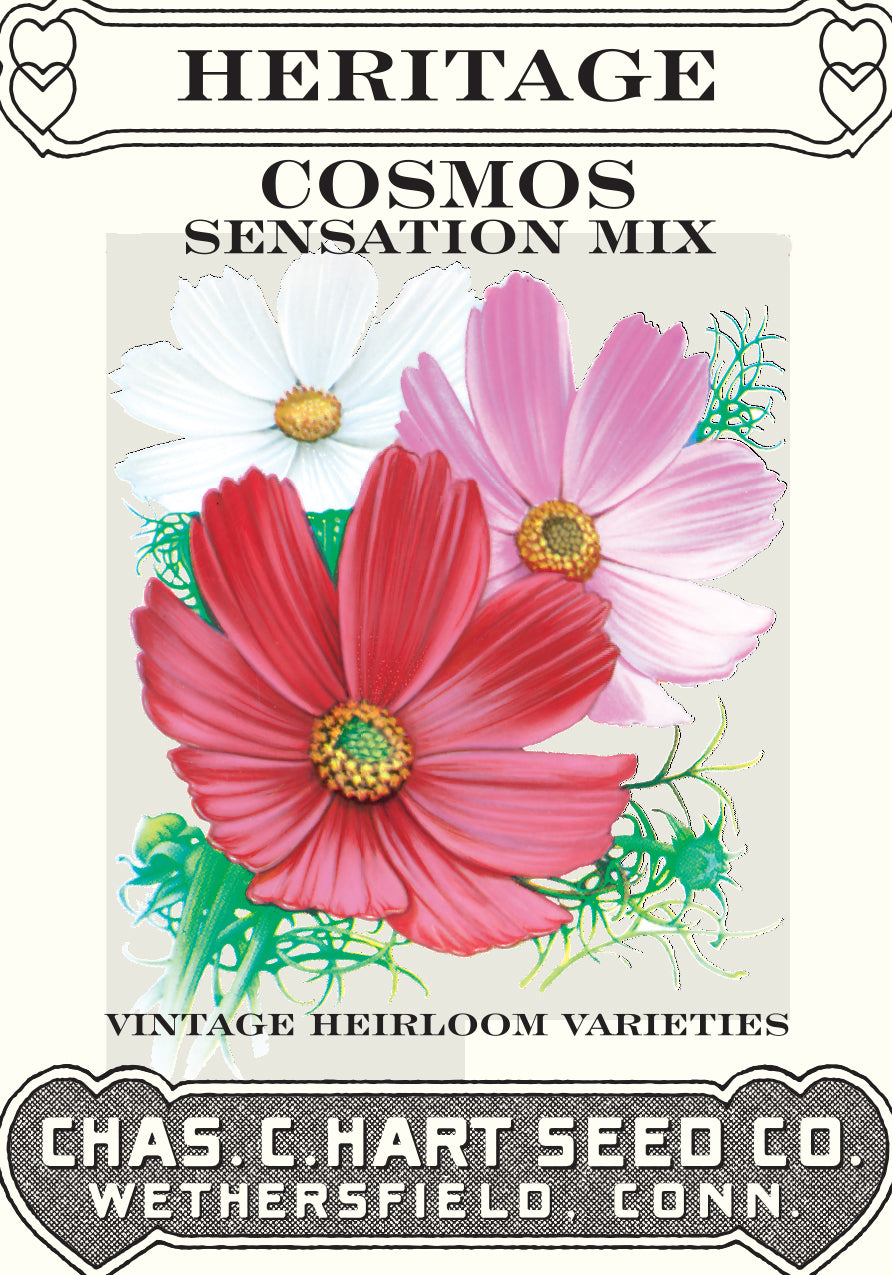 Cosmos Sensation Mix- Heritage Packet