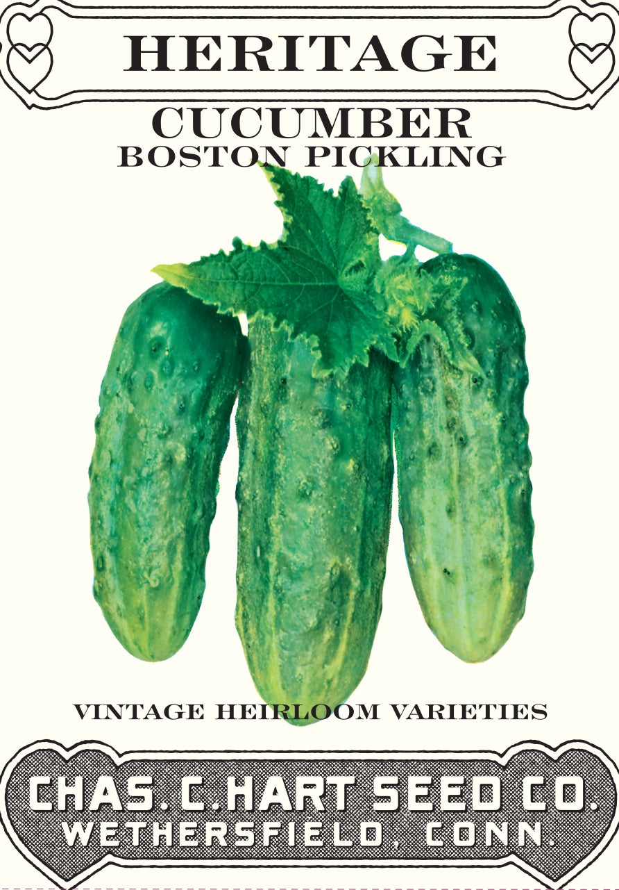 Cucumber Boston Pickling
