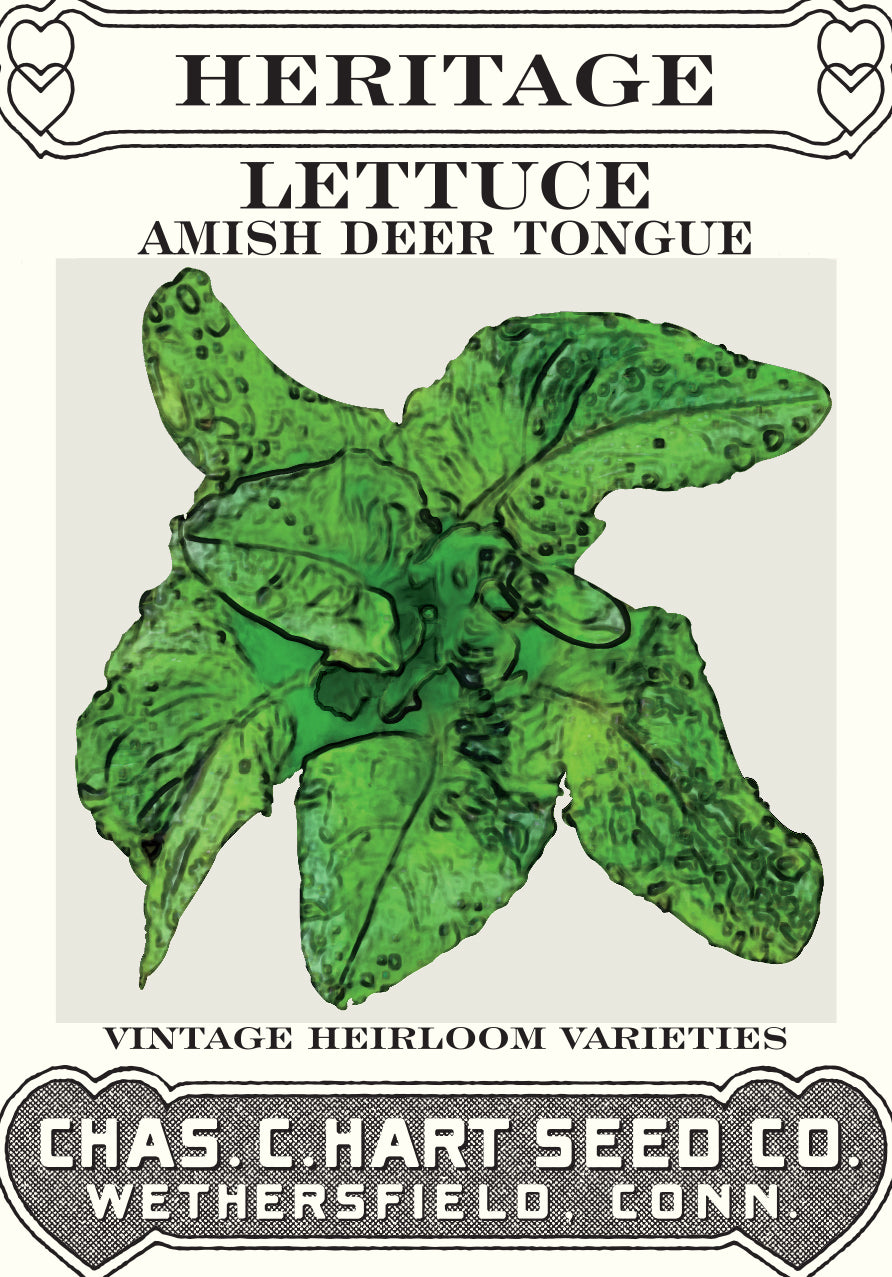 Lettuce Amish Deer Tongue