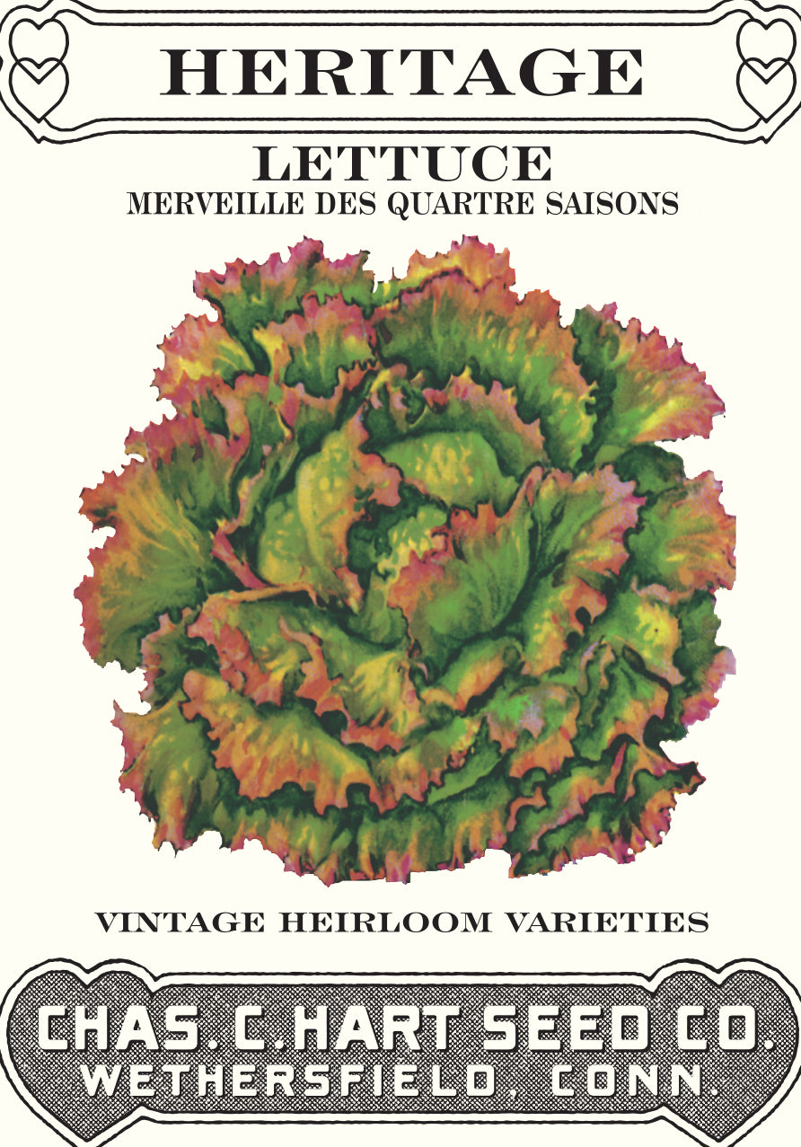 Lettuce Merveille des Quartes Seasons