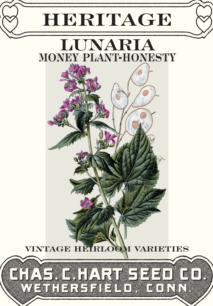 Lunaria Money Plant- Heritage Packet