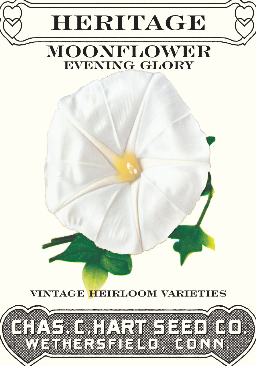 Moonflower Evening Glory- Heritage Packet