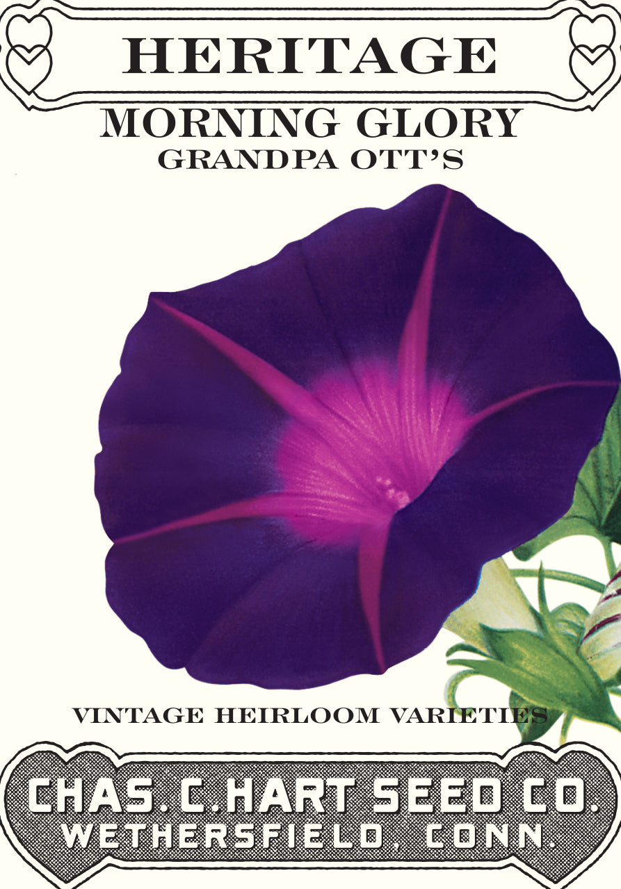 Morning Glory Grandpa Ott