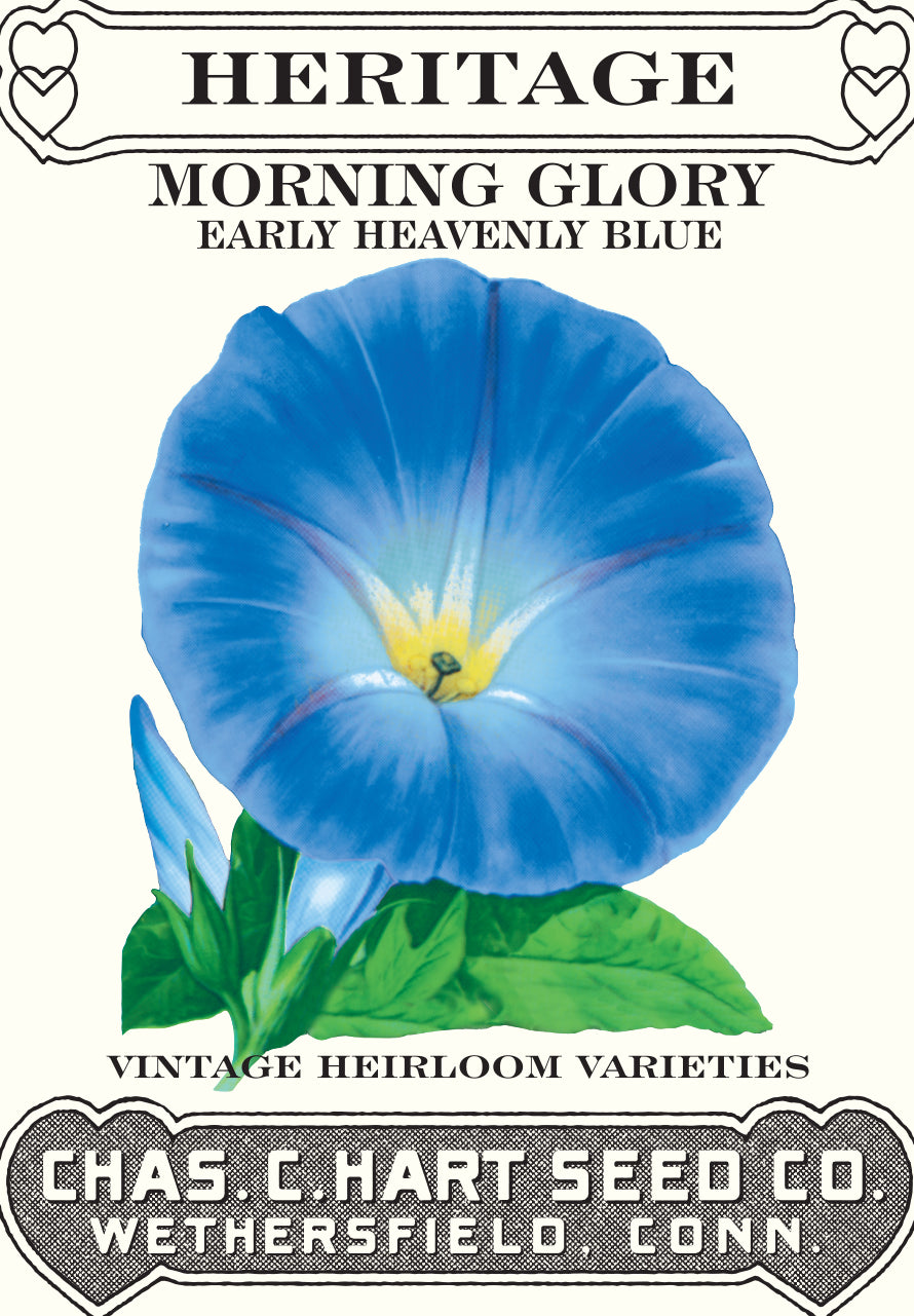 Morning Glory Heavenly Blue- Heritage Packet