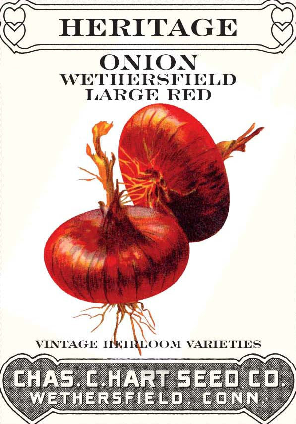 Onion Wethersfield Red