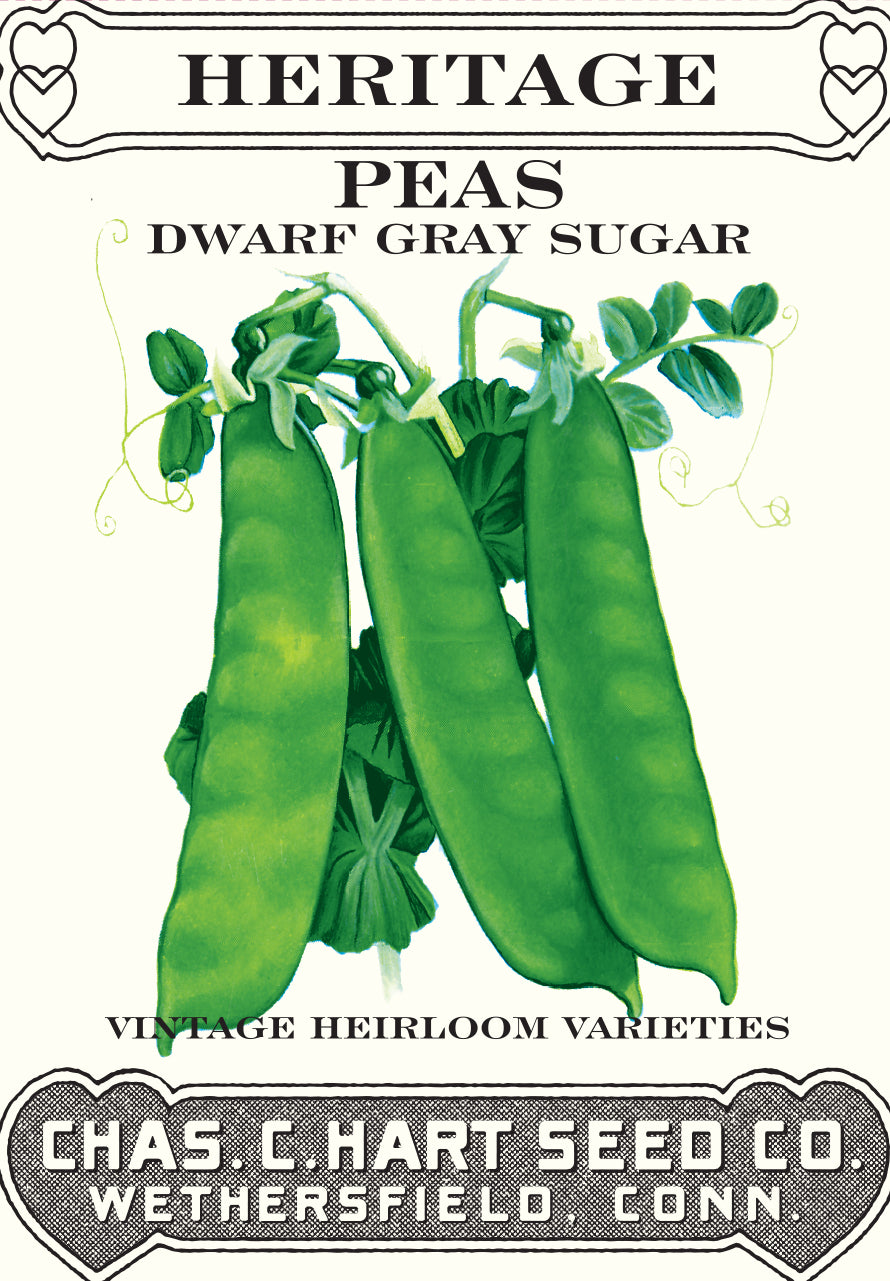 Pea Dwarf Gray Sugar Snow Heritage Packet