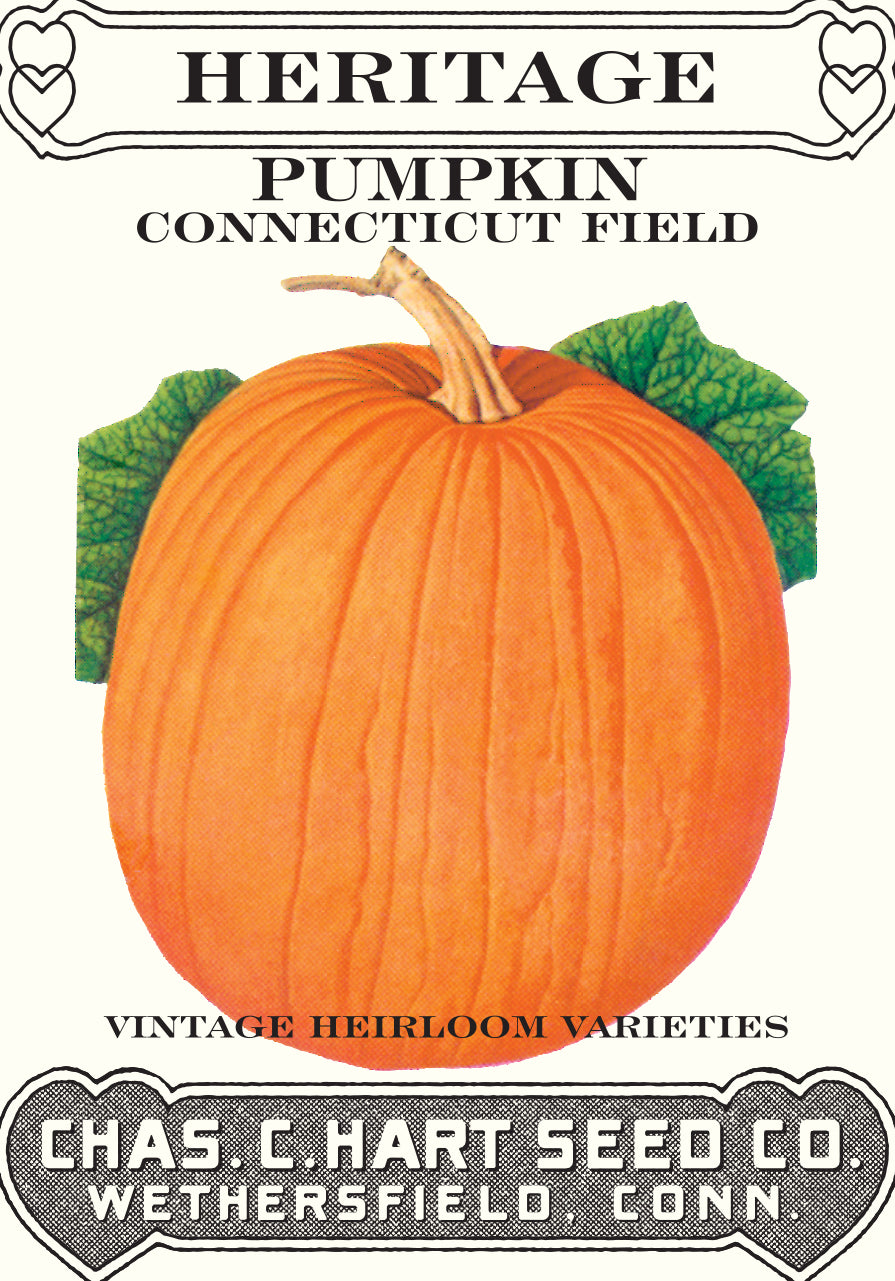 Pumpkin Connecticut Field Heritage Packet