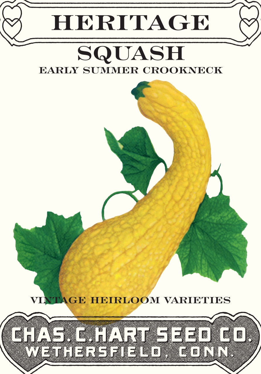 Squash Summer Crookneck Heritage Packet