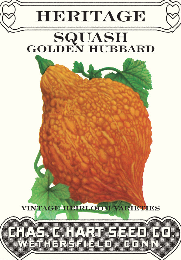 Squash Golden Hubbard