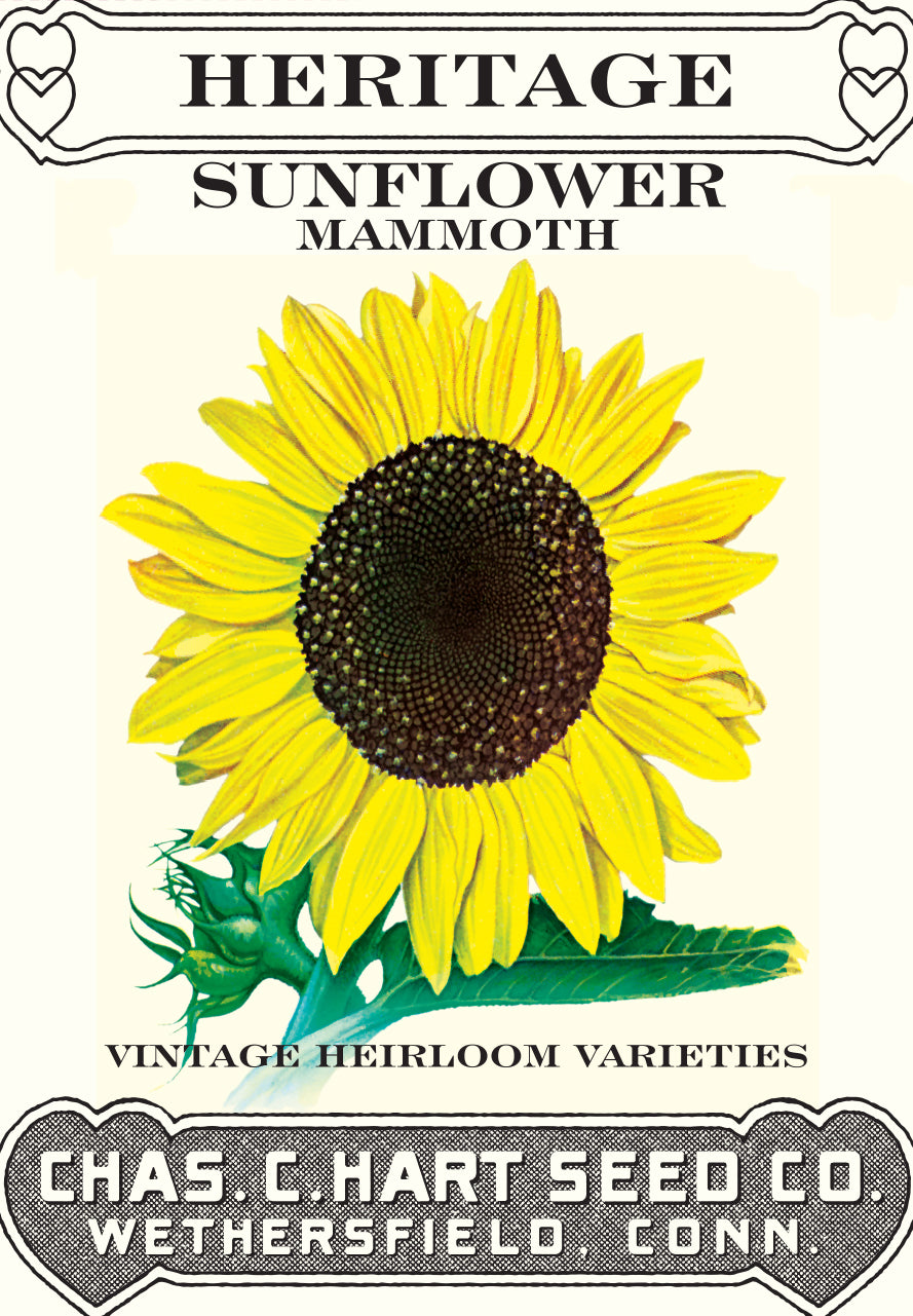 Sunflower Mammoth- Heritage Packet