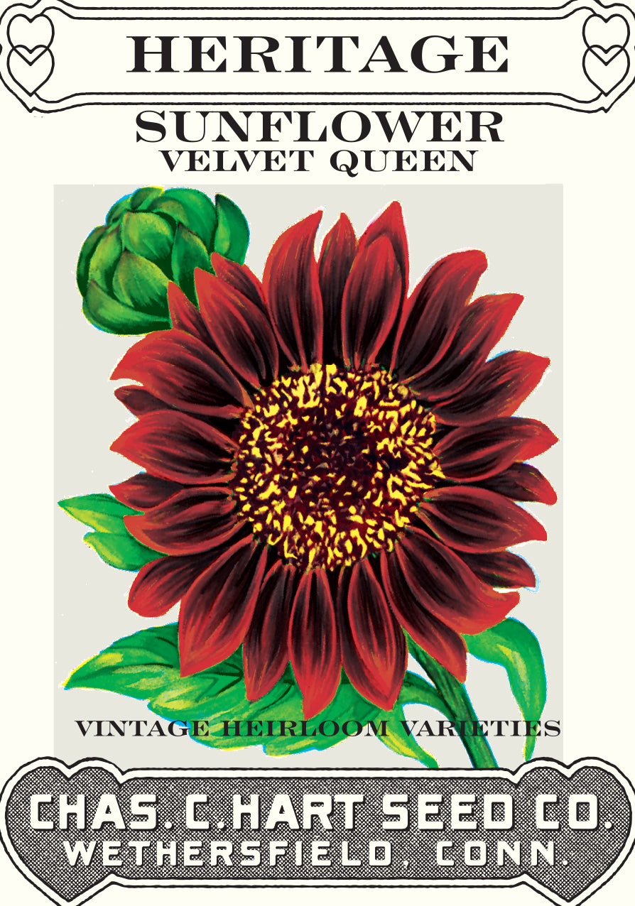 Sunflower Velvet Queen