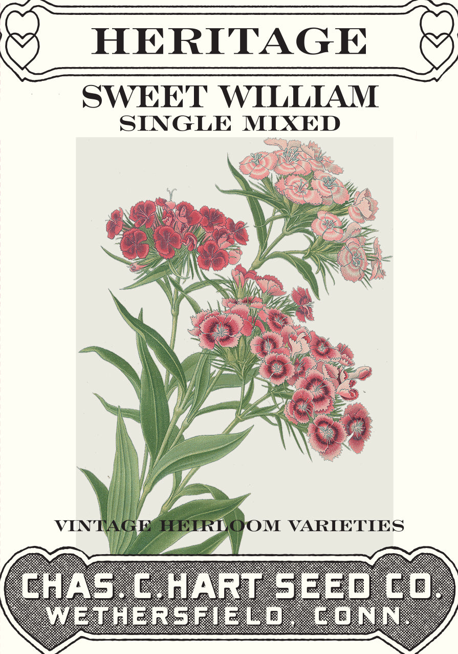 Sweet William