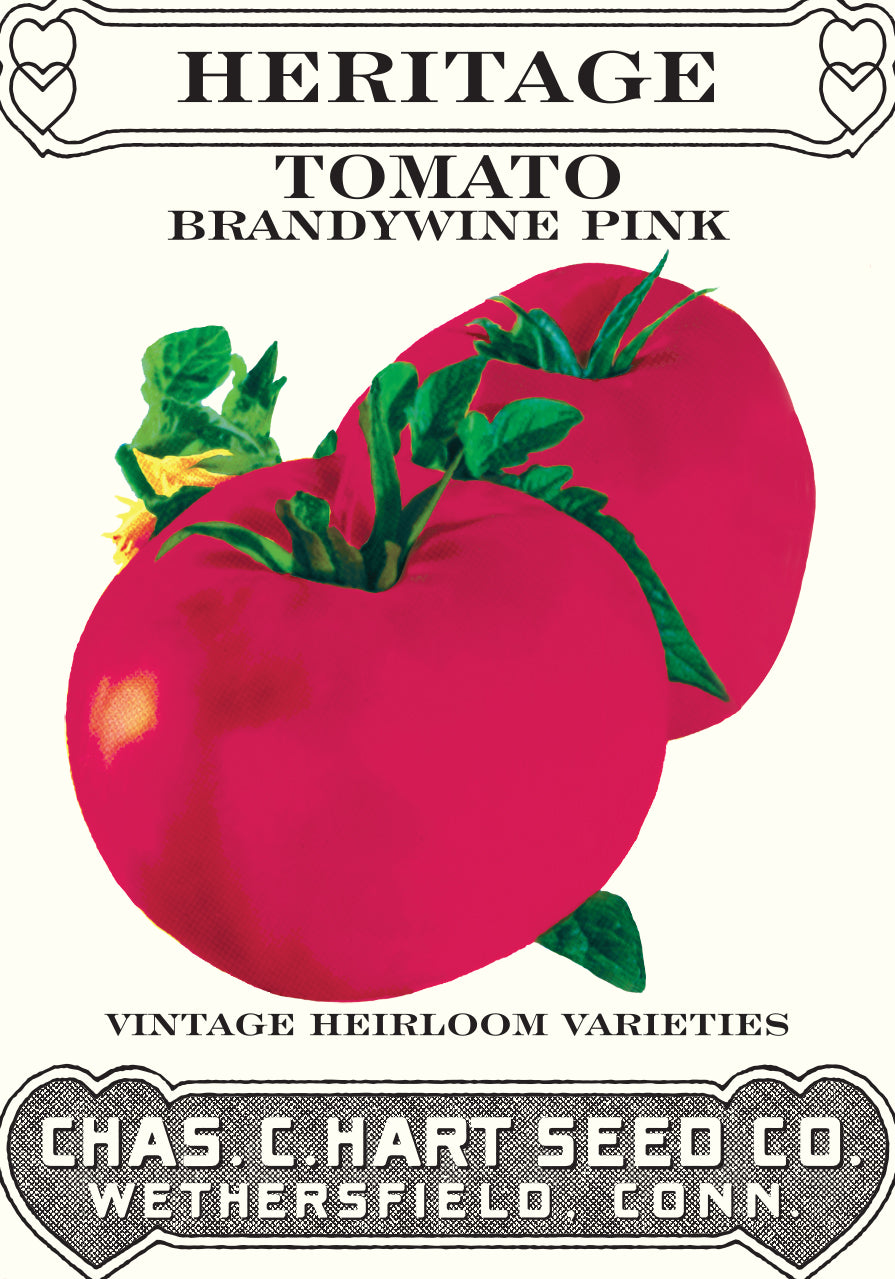 Tomato Brandywine Pink