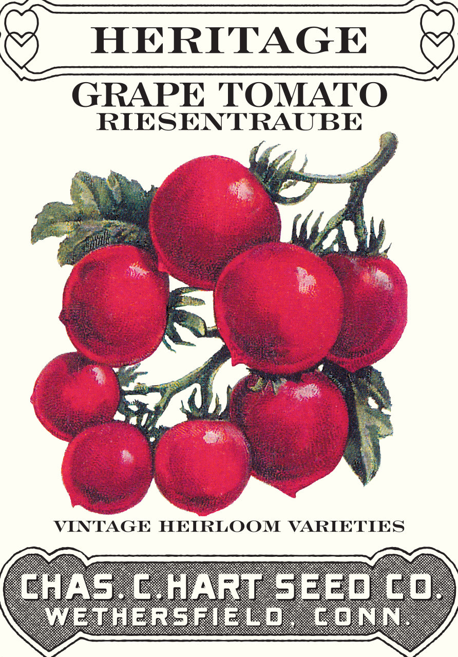 Tomato Reisentraube