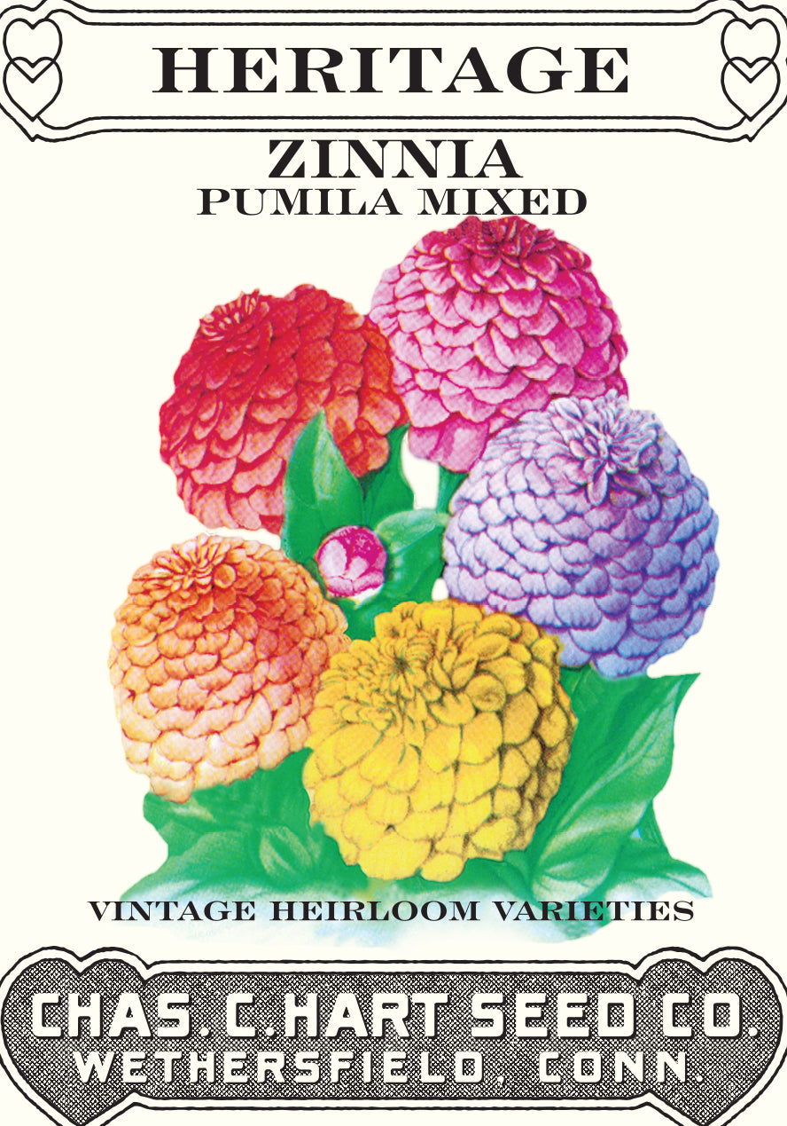 Zinnia Pumila Mix