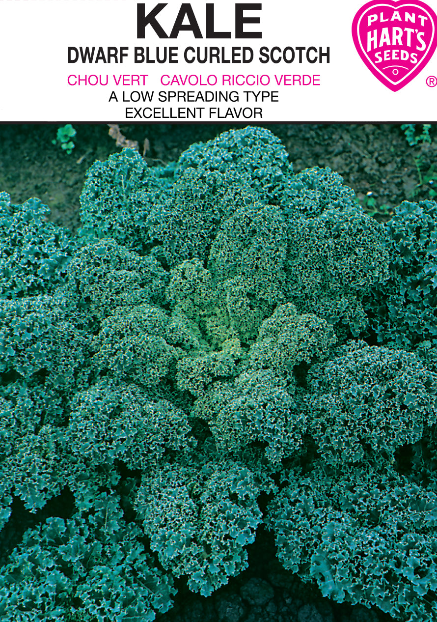 Kale Blue Curled
