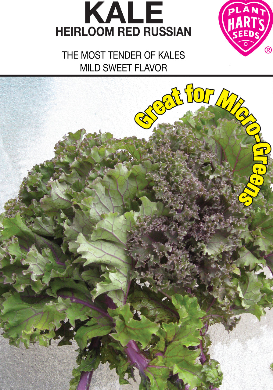 Kale Red Russian