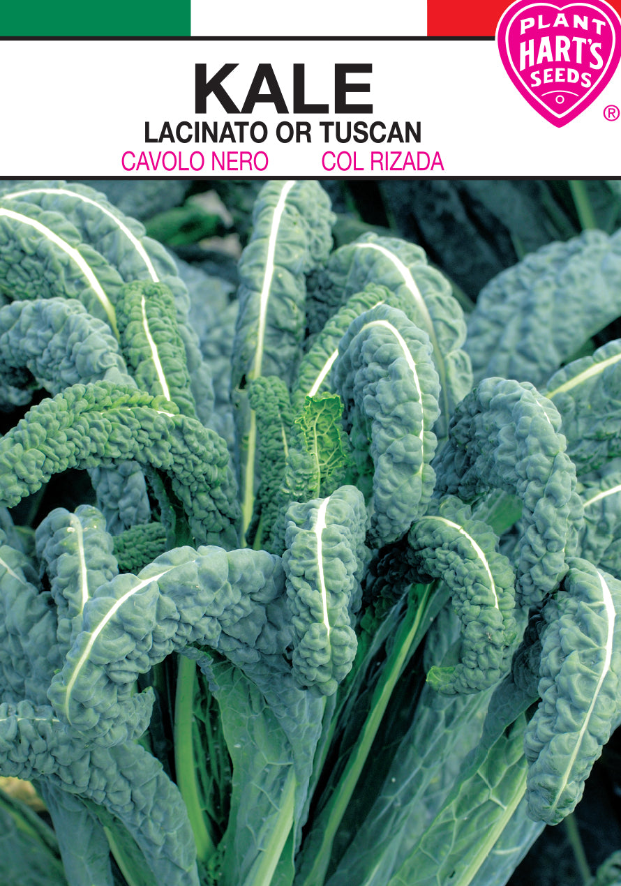 Kale Lacinato