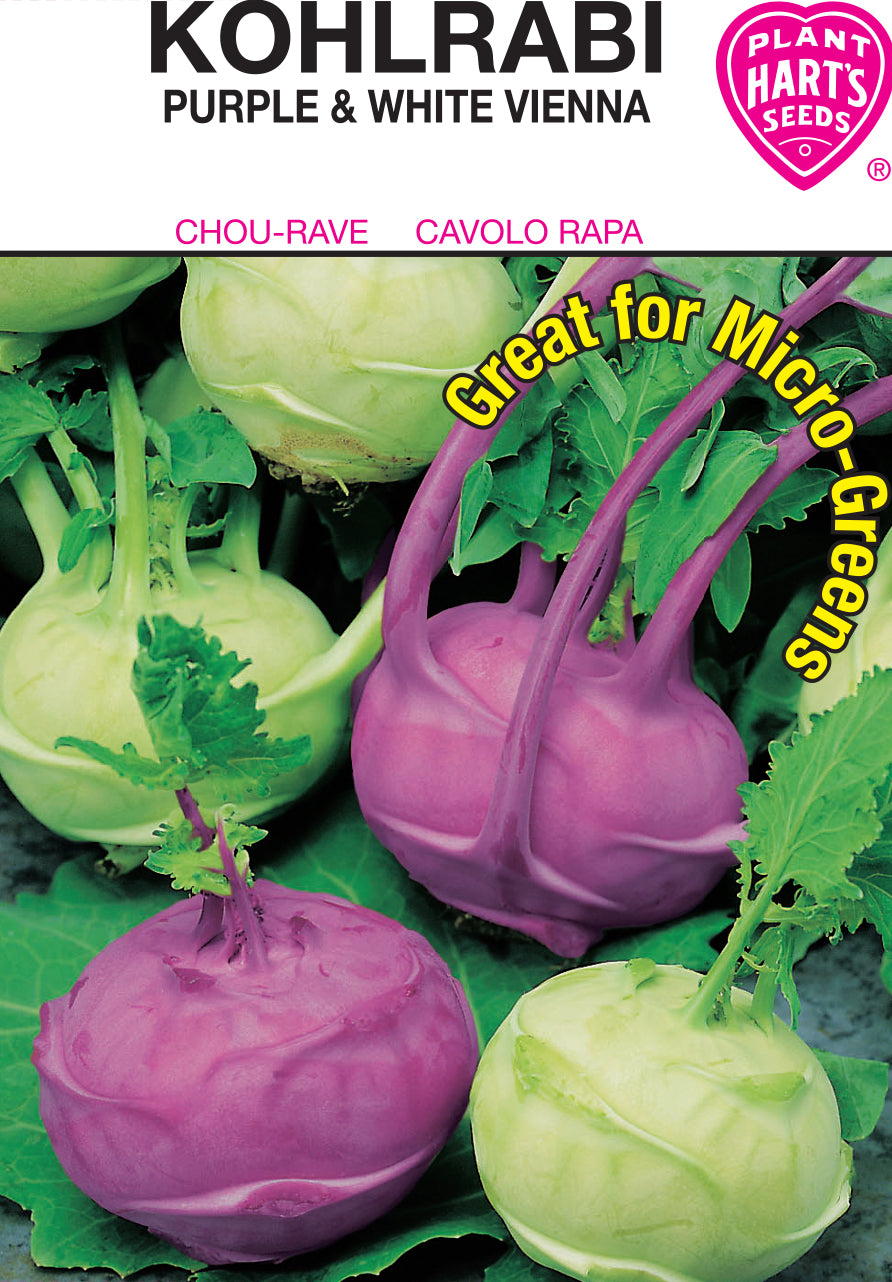 Kohl Rabi Mixed Purple & White