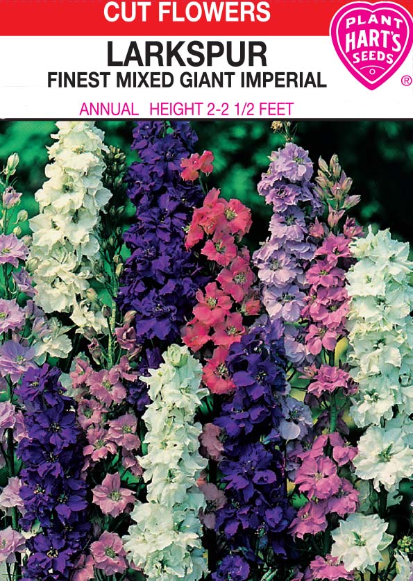 Larkspur Mixed