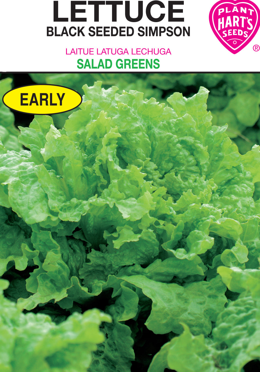 Lettuce Black Seeded Simpson