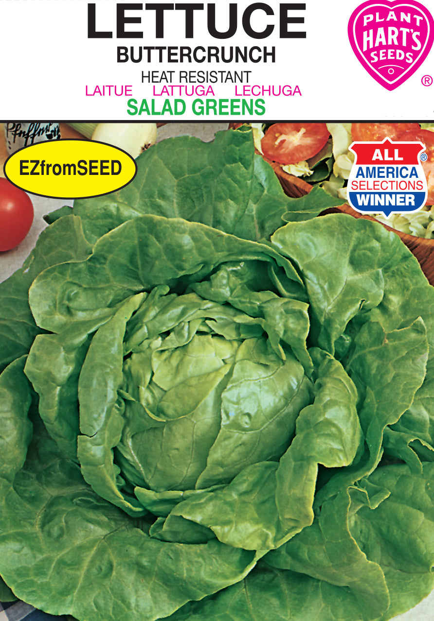 Lettuce Buttercrunch