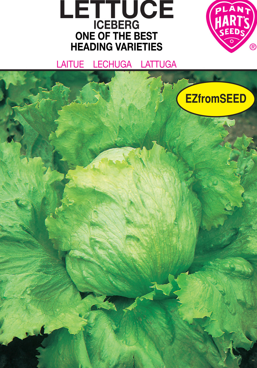 Lettuce Iceburg