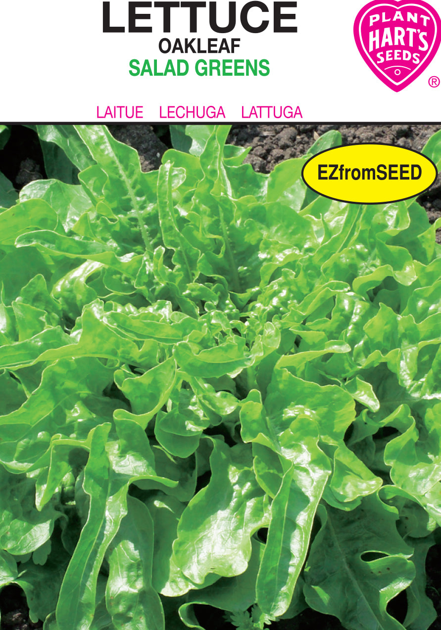 Lettuce Oakleaf