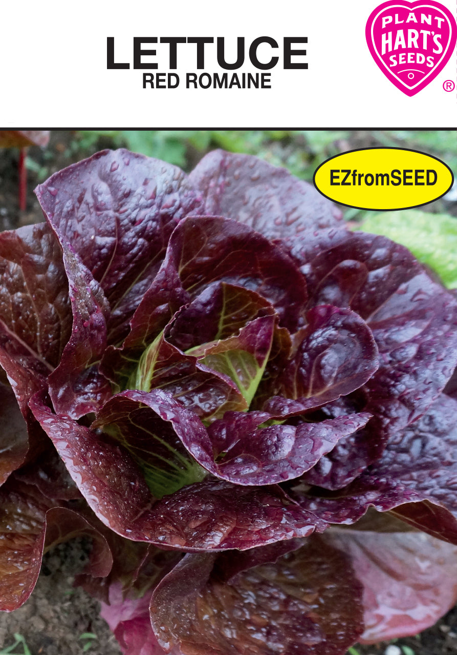 Lettuce Red Romaine