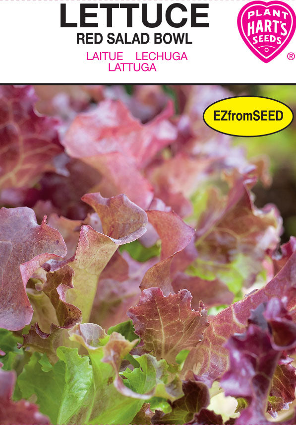 Lettuce Salad Bowl Red