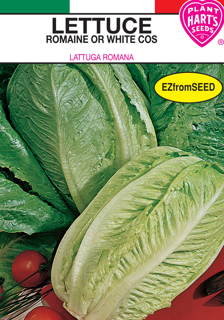 Lettuce Romaine