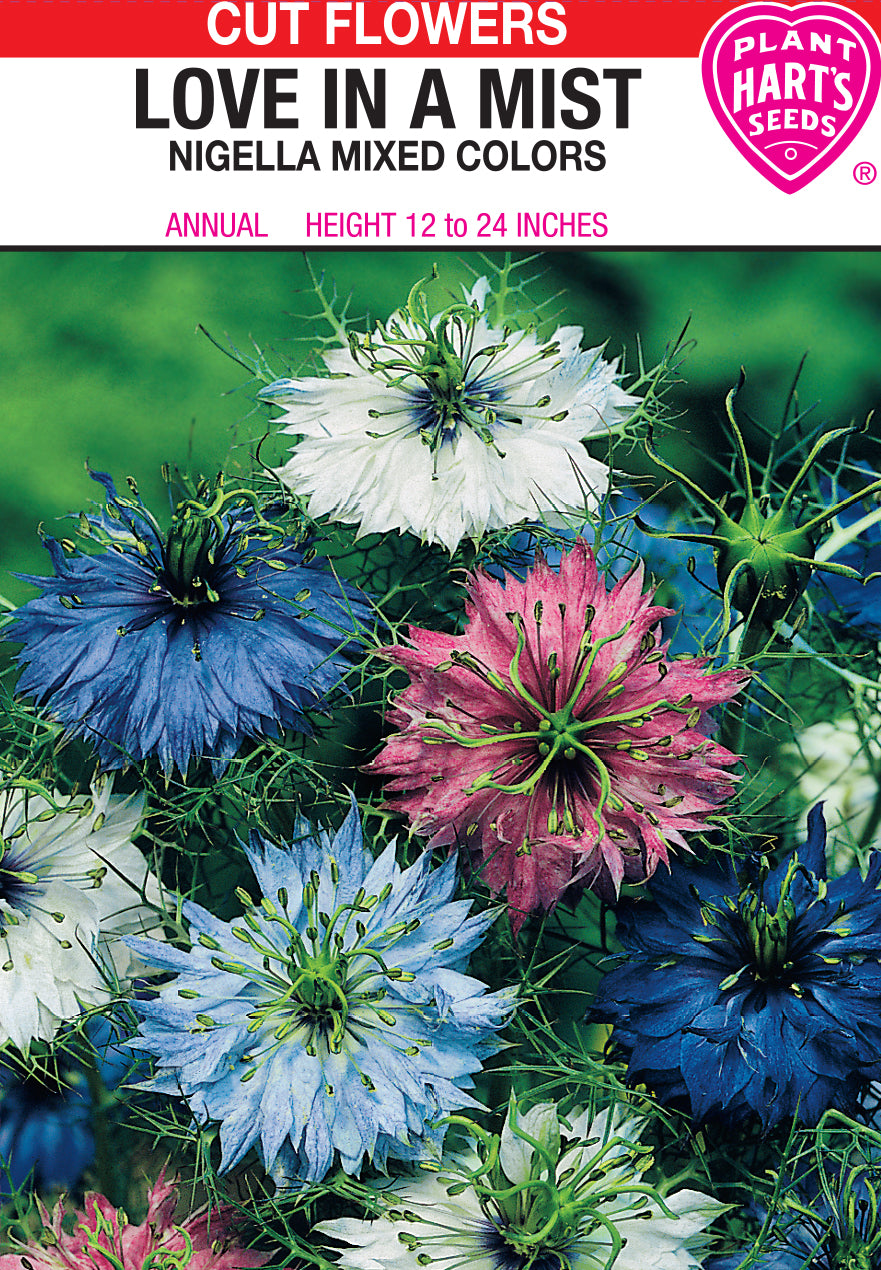 Love in a Mist (Nigella)