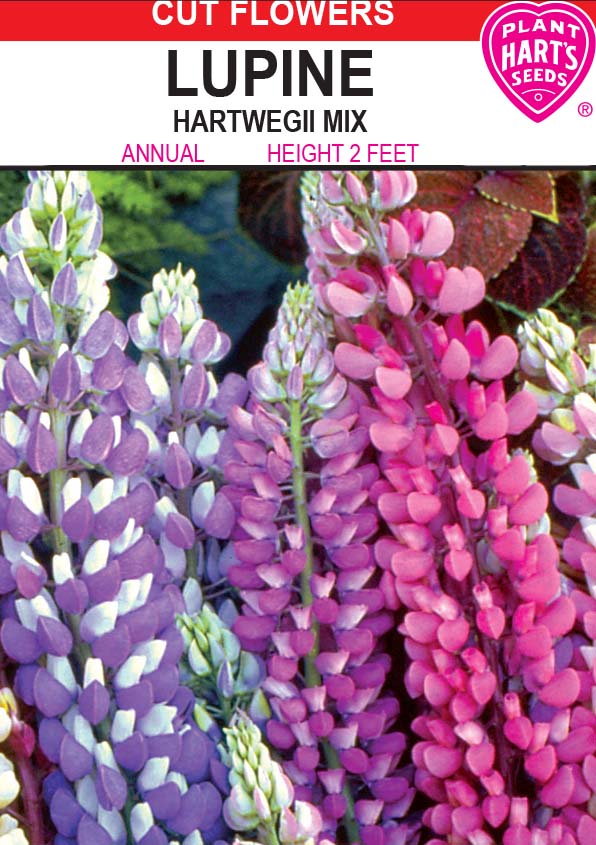 Lupine Hartwegii