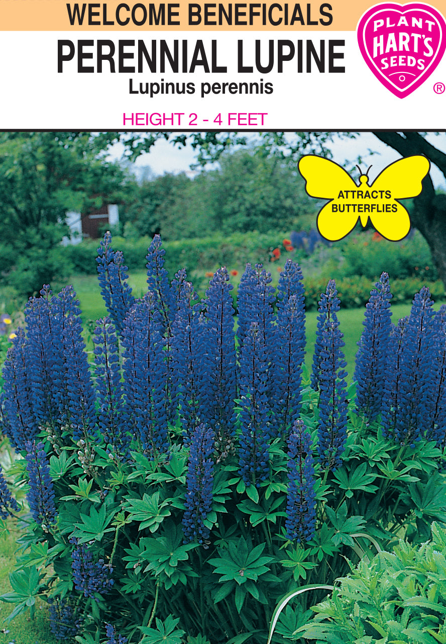 Lupine Perennial